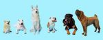 Watch How Dogs Got Their Shapes Alluc