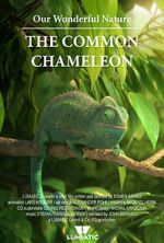 Watch Our Wonderful Nature - The Common Chameleon Alluc