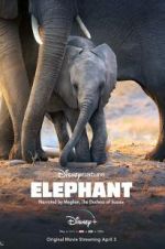 Watch Elephant Alluc