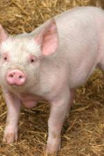 Watch Patent For A Pig: The Big Business of Genetics Alluc