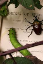Watch Darwin's Struggle The Evolution of the Origin of Species Alluc