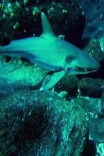Watch National Geographic: Secret Shark Pits Alluc