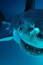 Watch National Geographic. Shark attacks investigated Alluc