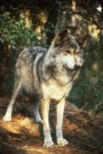 Watch National Geographic Wild - Inside the Wolf Pack Alluc