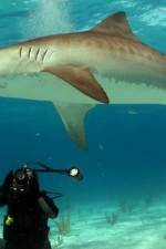 Watch Dive To Tiger Shark Central Alluc