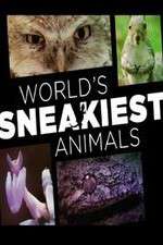 Watch World's Sneakiest Animals Alluc