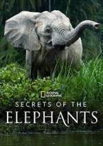 Watch Secrets of the Elephants Alluc