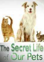Watch The Secret Life of Our Pets Alluc