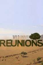 Watch Wild Animal Reunions Alluc
