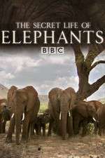 Watch The Secret Life of Elephants Alluc