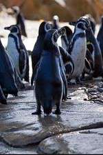 Watch Meet the Penguins Alluc