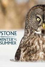 Watch Yellowstone Wildest Winter to Blazing Summer Alluc