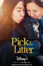 Watch Pick of the Litter Alluc