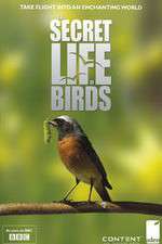 Watch Iolo's Secret Life of Birds Alluc