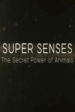 Watch Super Senses The Secret Power of Animals Alluc