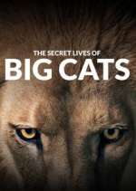 Watch The Secret Lives of Big Cats Alluc