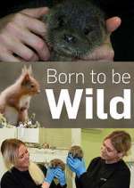 Watch Born to Be Wild Alluc