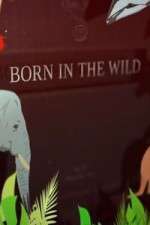 Watch Born In The Wild Alluc