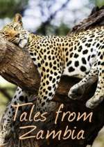 Watch Tales from Zambia Alluc