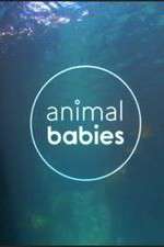 Watch Animal Babies Alluc