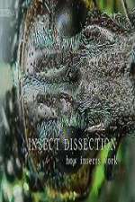 Watch Insect Dissection How Insects Work Alluc
