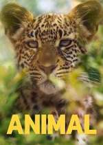 animal tv poster