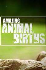 Watch Amazing Animal Births Alluc