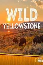 Watch Wild Yellowstone Alluc
