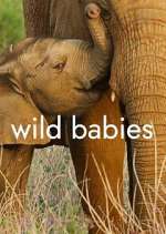 Watch Wild Babies Alluc