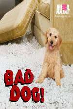 Watch Bad Dog! Alluc