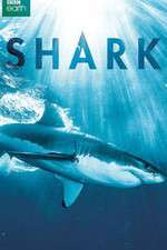 Watch Shark Alluc