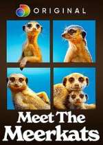 meet the meerkats tv poster