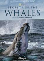 Watch Secrets of the Whales Alluc