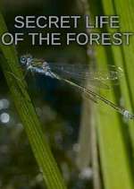 Watch Secret Life of the Forest Alluc