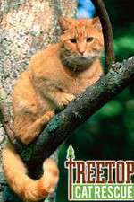Watch Treetop Cat Rescue Alluc